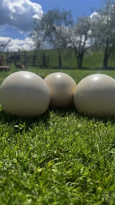 Vand struti la varsta de 5-6 ani.