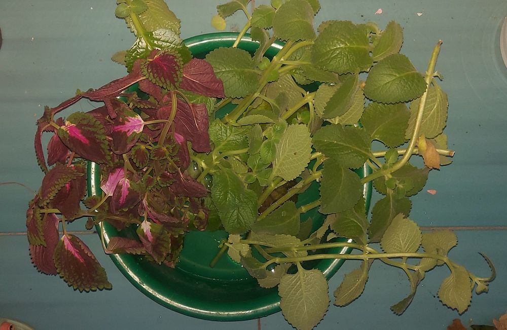 отдам даром отростки цветов