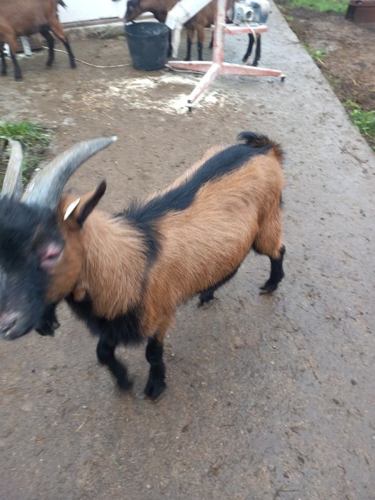 Vind edite alpin francez