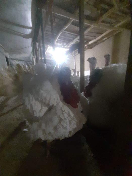 Kurka induk sotiladi