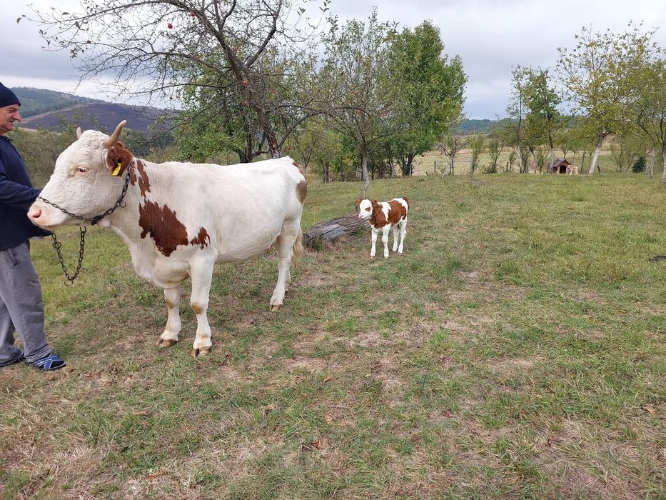 Vând vaca a 3-a fătare Baltata Românească