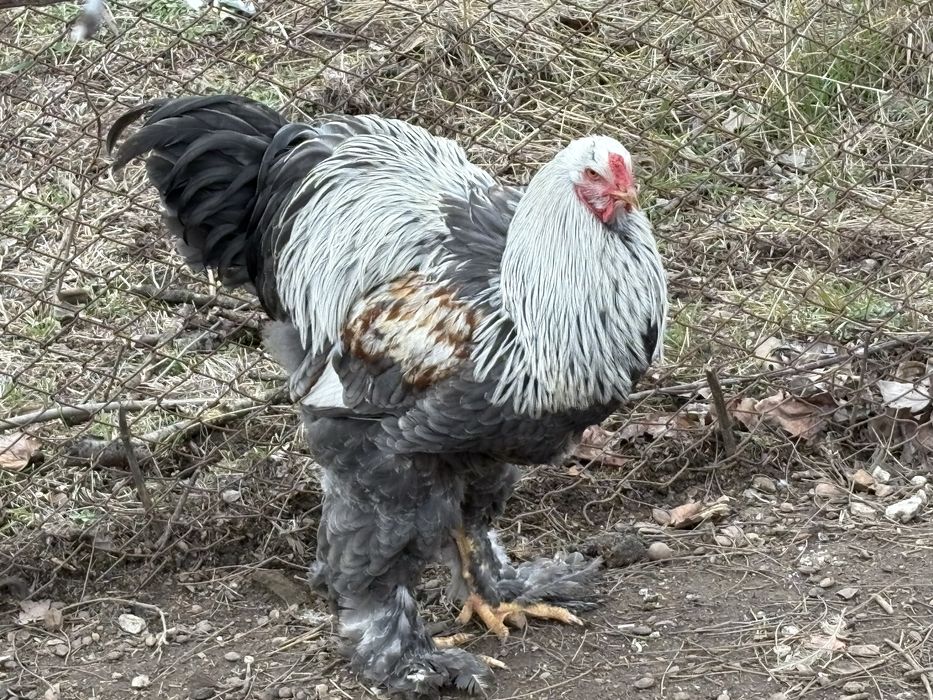 Pui brahma herminat inchis si silver