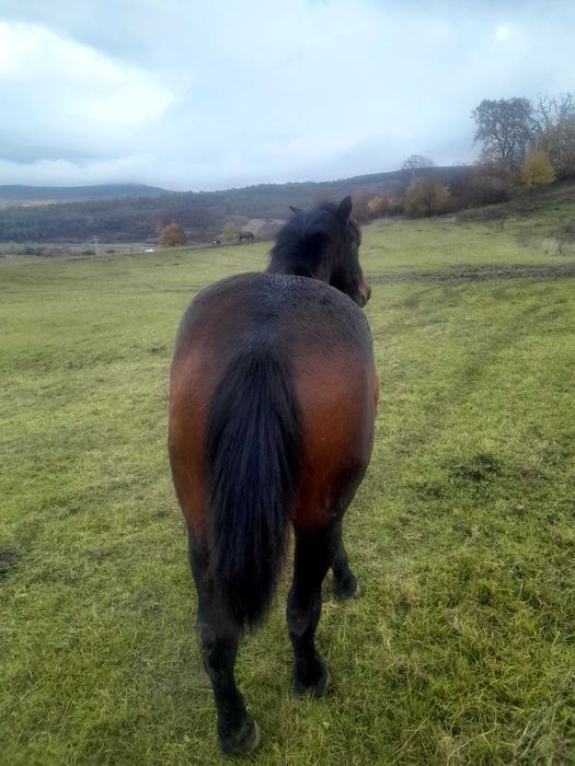 Manz  de 2 ani foarte cuminte