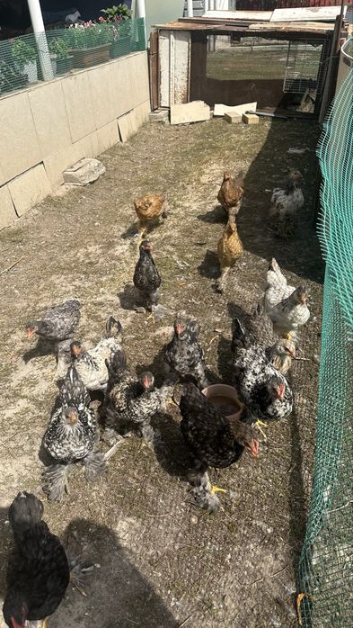 Цыплята средние домашние