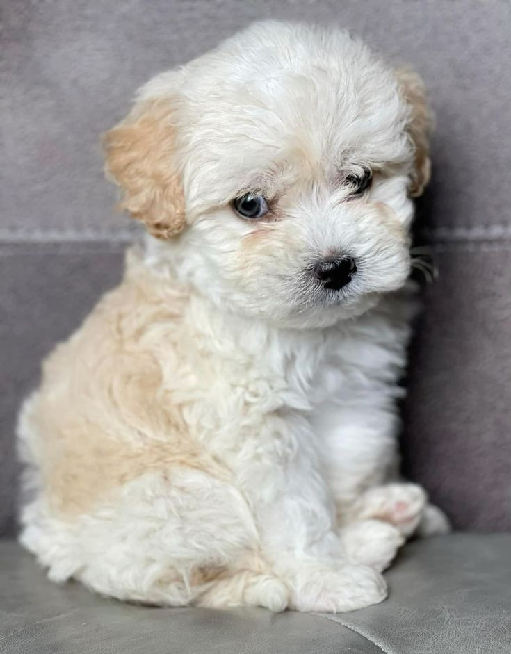 Bichon maltez.  .