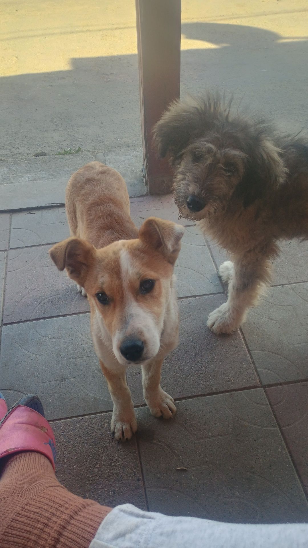 Donez 3 cățelușe metis de mioritic mama lor are 2-3 ani și puii 7 luni