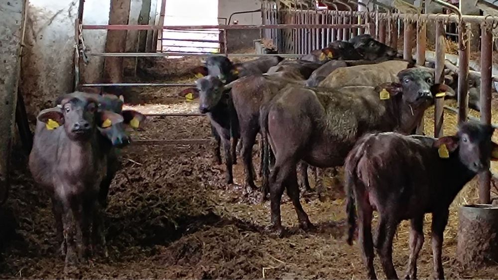 Продавам 15 броя ЖЕНСКИ МАЛАЧЕТА
