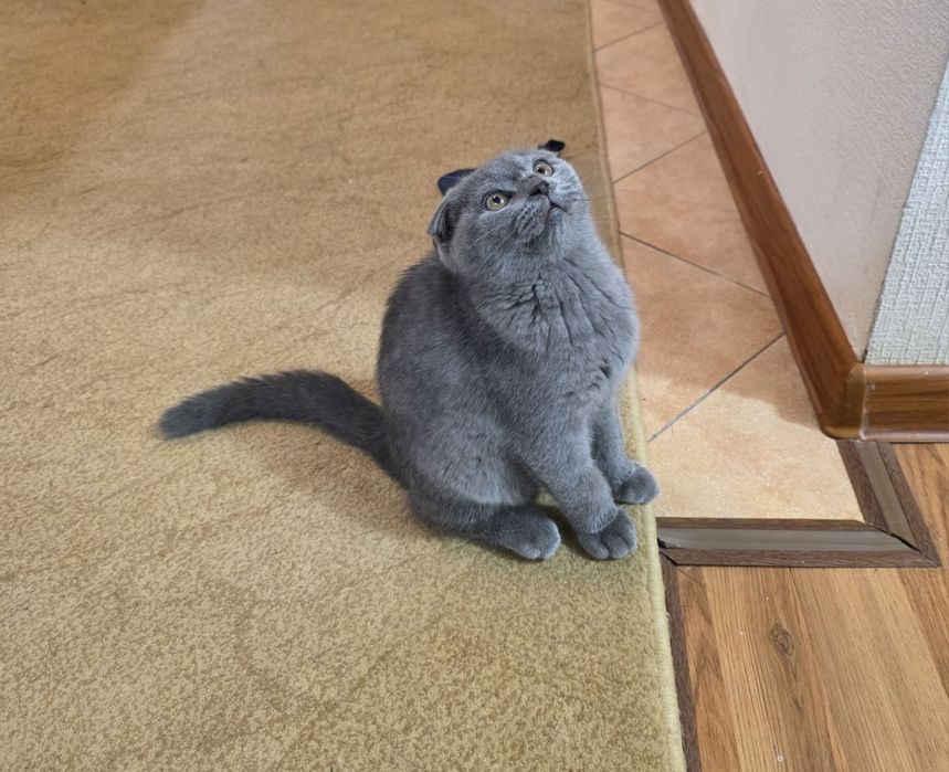 Котята шотландские