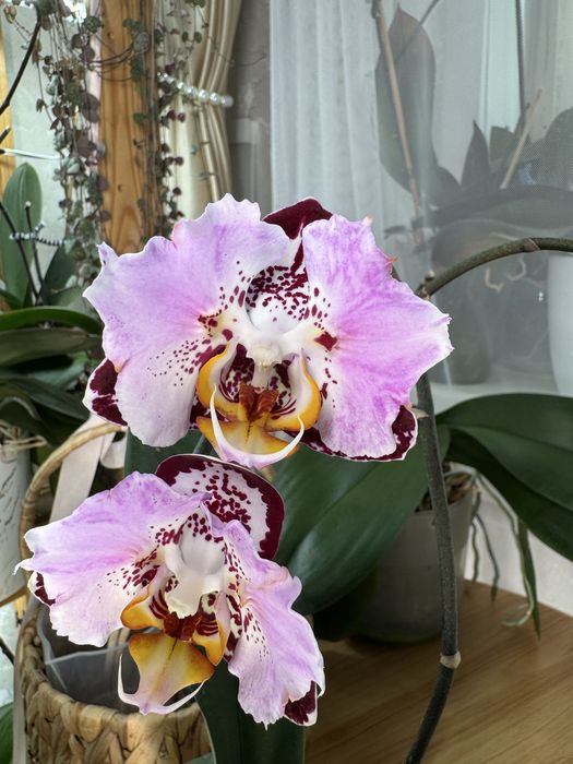 Продам сортовую орхидею