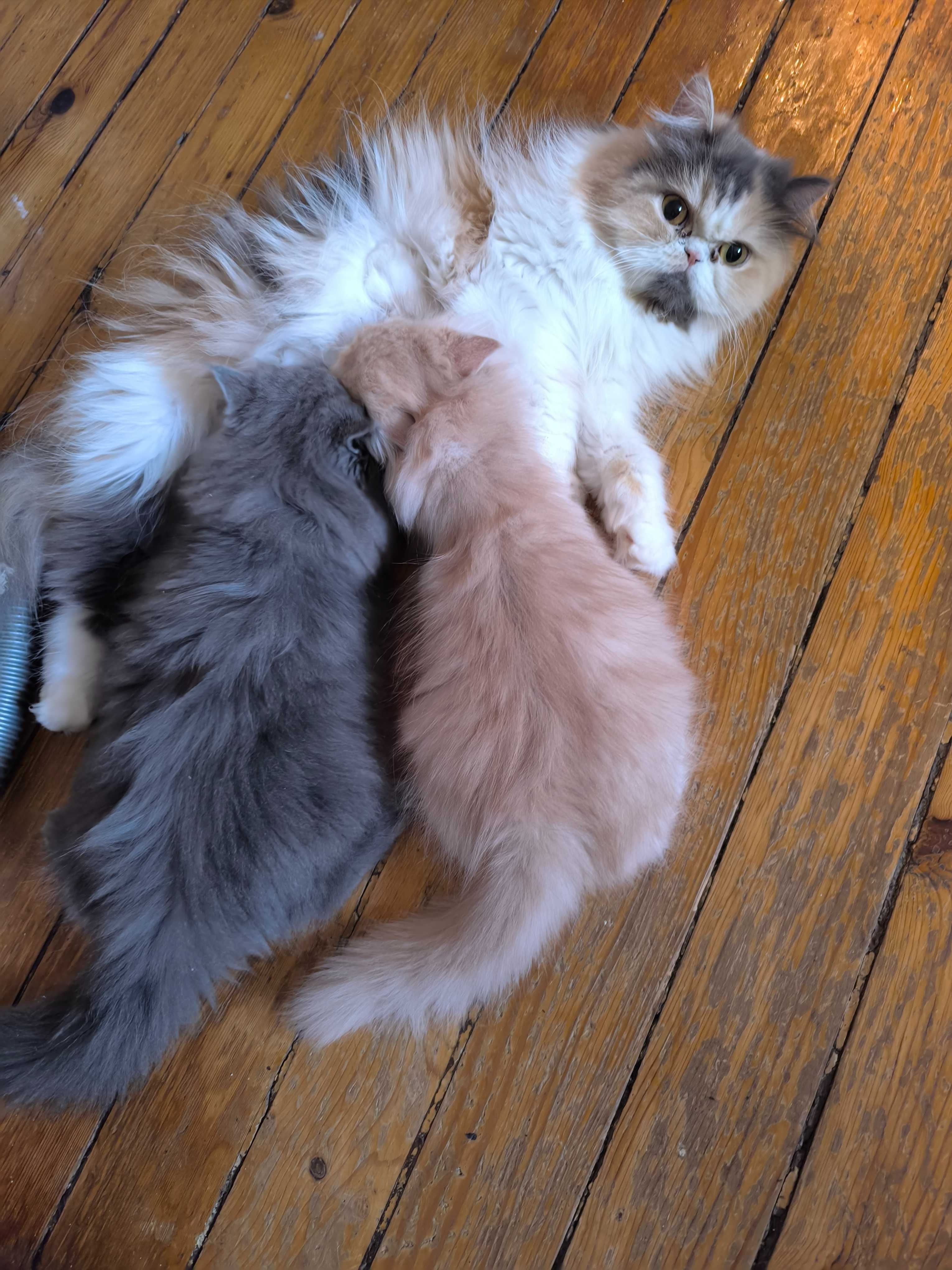 Персийски котета