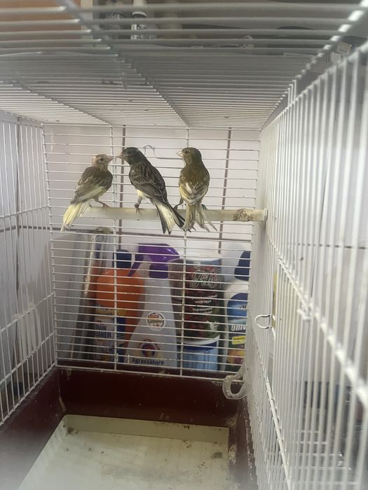 Canari razza spaniola