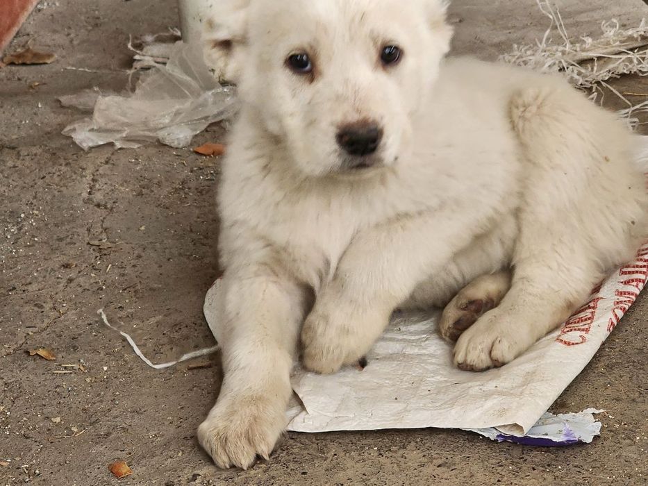 щенки алабая. белые.