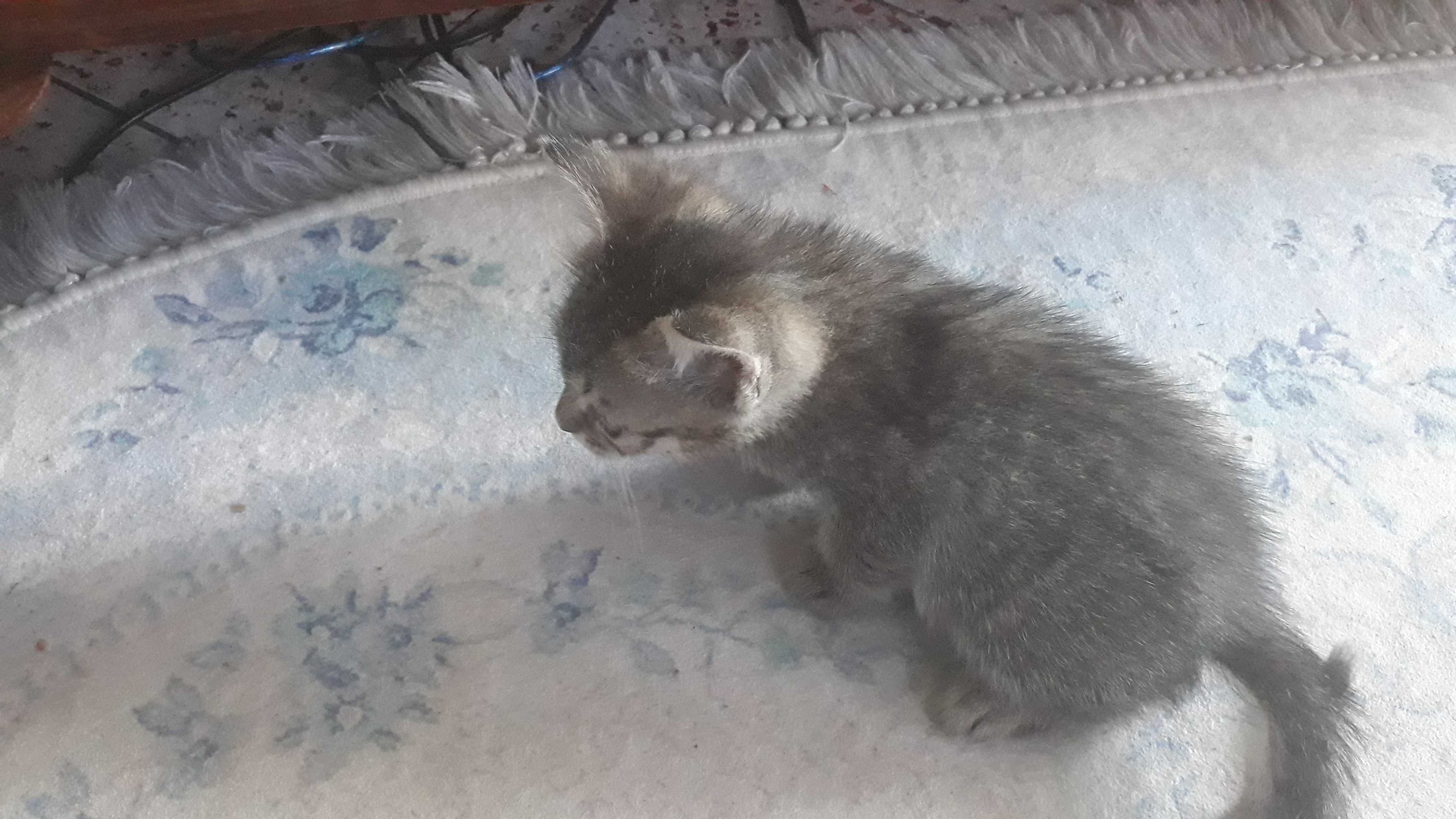 Котенца си търсят дом