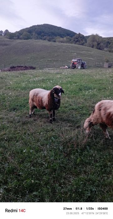 De vânzare 2 berbecuți
