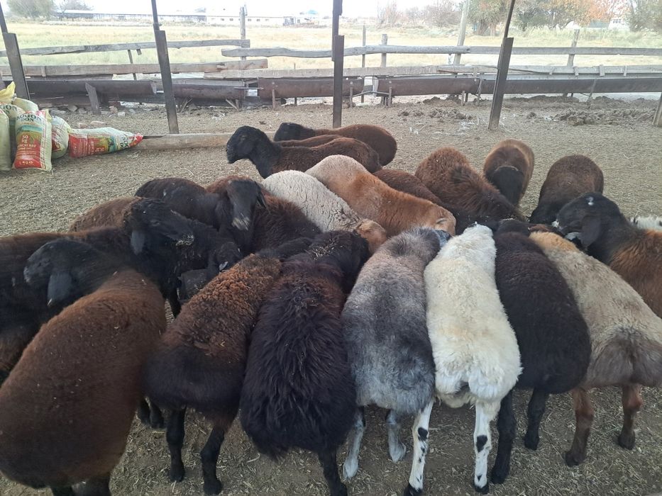 Продаются бараны. Кучкор сотилади