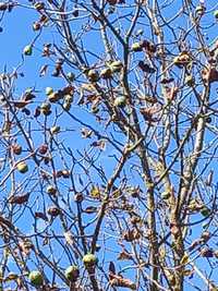 Nuci altoiti Chandler.Ciresi intensivi.Paulownia Meri.Kaki.Alun.Migdal