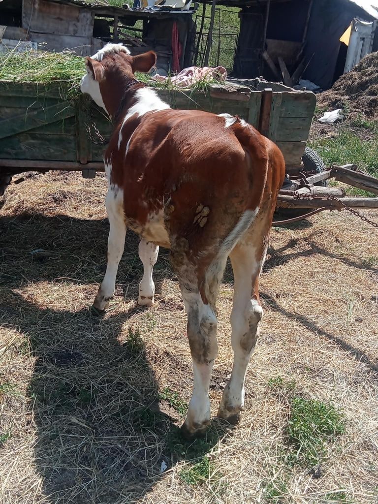 De vanzare un taurasi