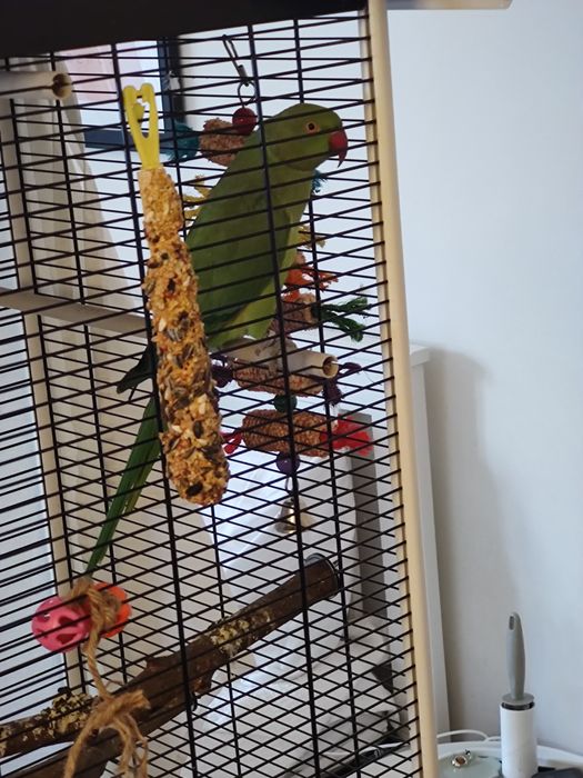 Papagal Micul Alexandru (Indian Ringneck)