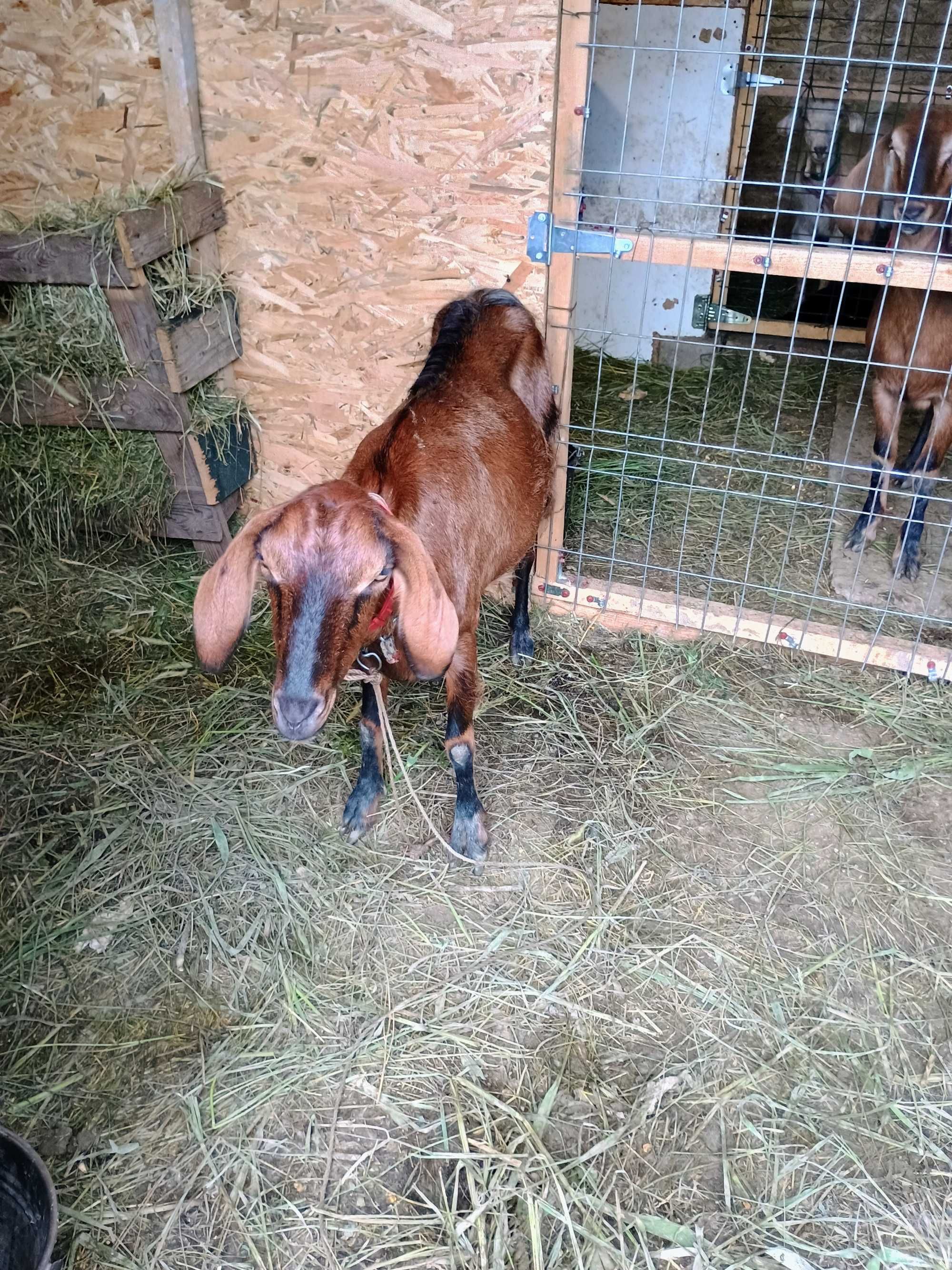 Capră angelo nubiană cu alpină de vanzare