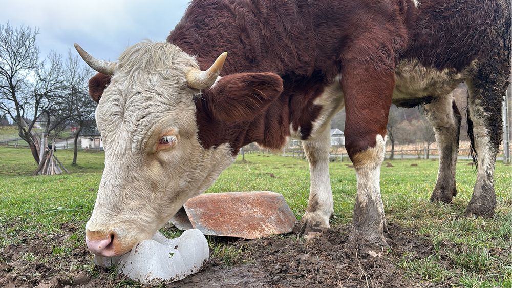 Vând vacă gestantă