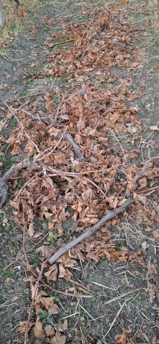 Uzum tok shoxa , kunda aralash bepul beriladi