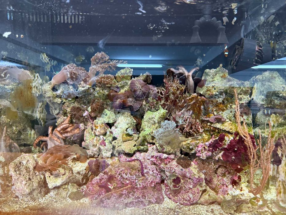 acvariu marin corali pesti