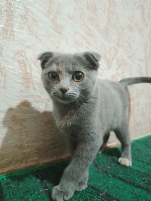 Продаётся кошка Скоттиш фолд