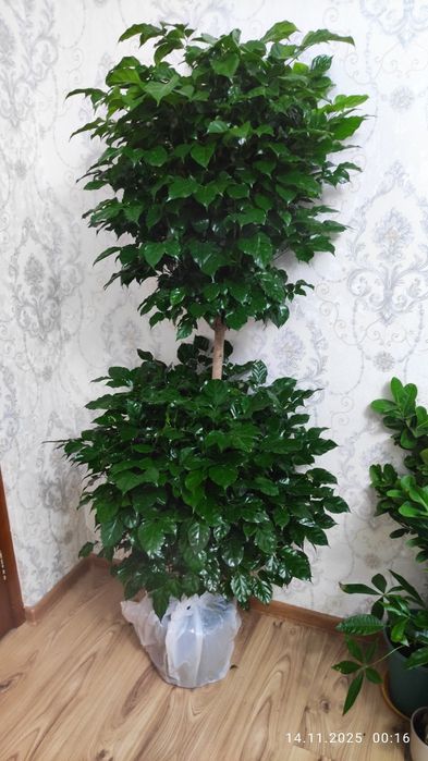 Бонсай. Комнатные растения