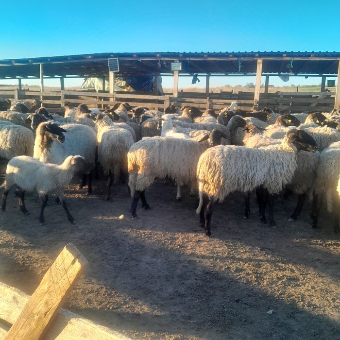 Vând 80 de oii carabase de teleorman