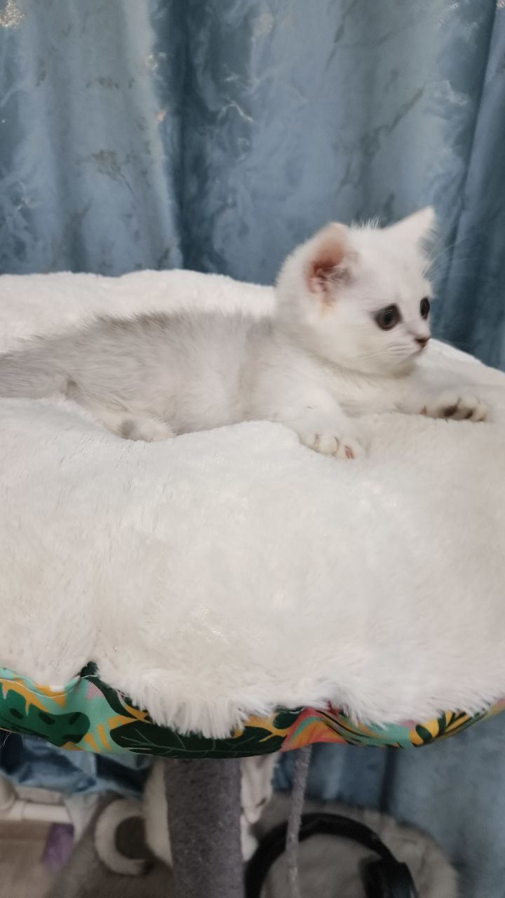 Продаётся чистокровный котёнок манчикин