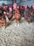 Cocosi de vânzare preț 50 lei buc