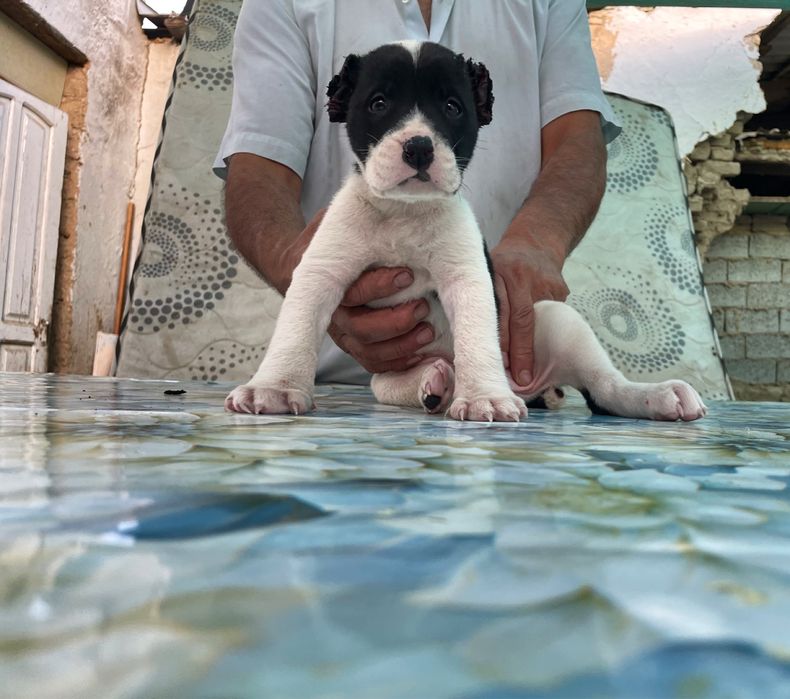 Щенок Алабая ( Туркменский ) чистокровный