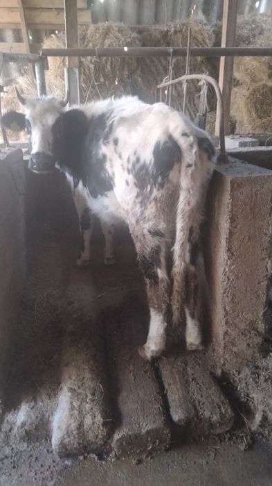 Продаётся тёлки 3 головы породистый