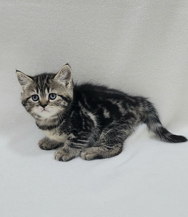 Девочка скоттиш страйт.Окрас чёрный мрамор на золоте.Возраст 1.5 месяц