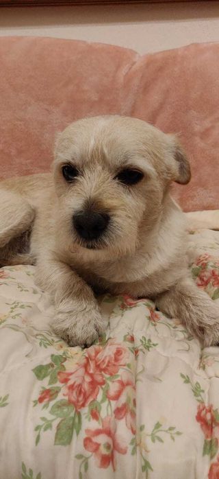 Caine talie mica spre adoptie :) se cheama Cremes/Micutul