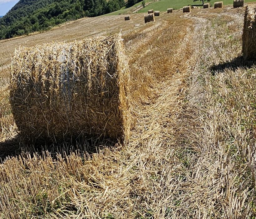 Vând baloți rotunzi din paie
