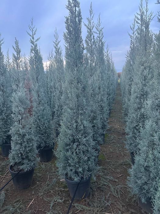 Кипарис аризоника. Cupressus Arizonika Fastigiata.