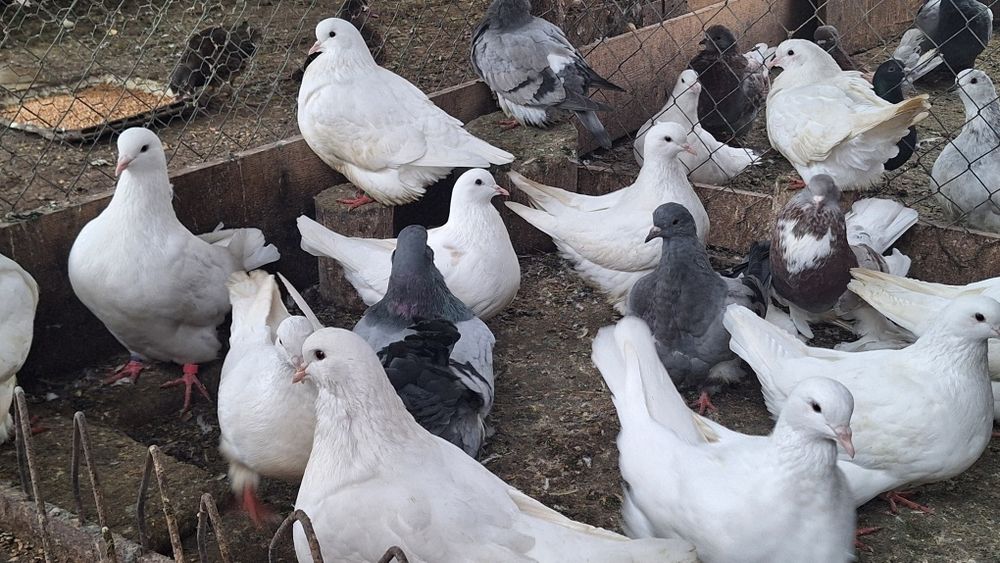 Mondain francez si gusat de pomerania de vânzare