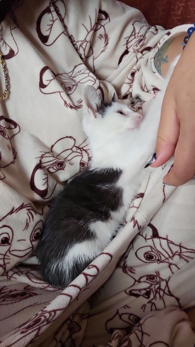 Pui de pisica adopție