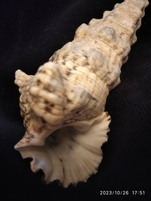 Ракушка морская и коврик