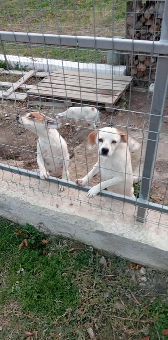 Donez câini pichinezi