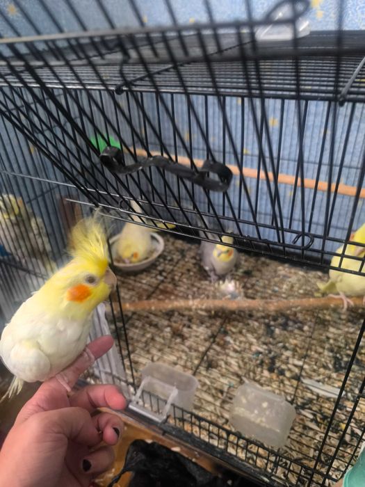 150 min Karella qushlari ruchnoyga orgatishgayam  bolasi bor