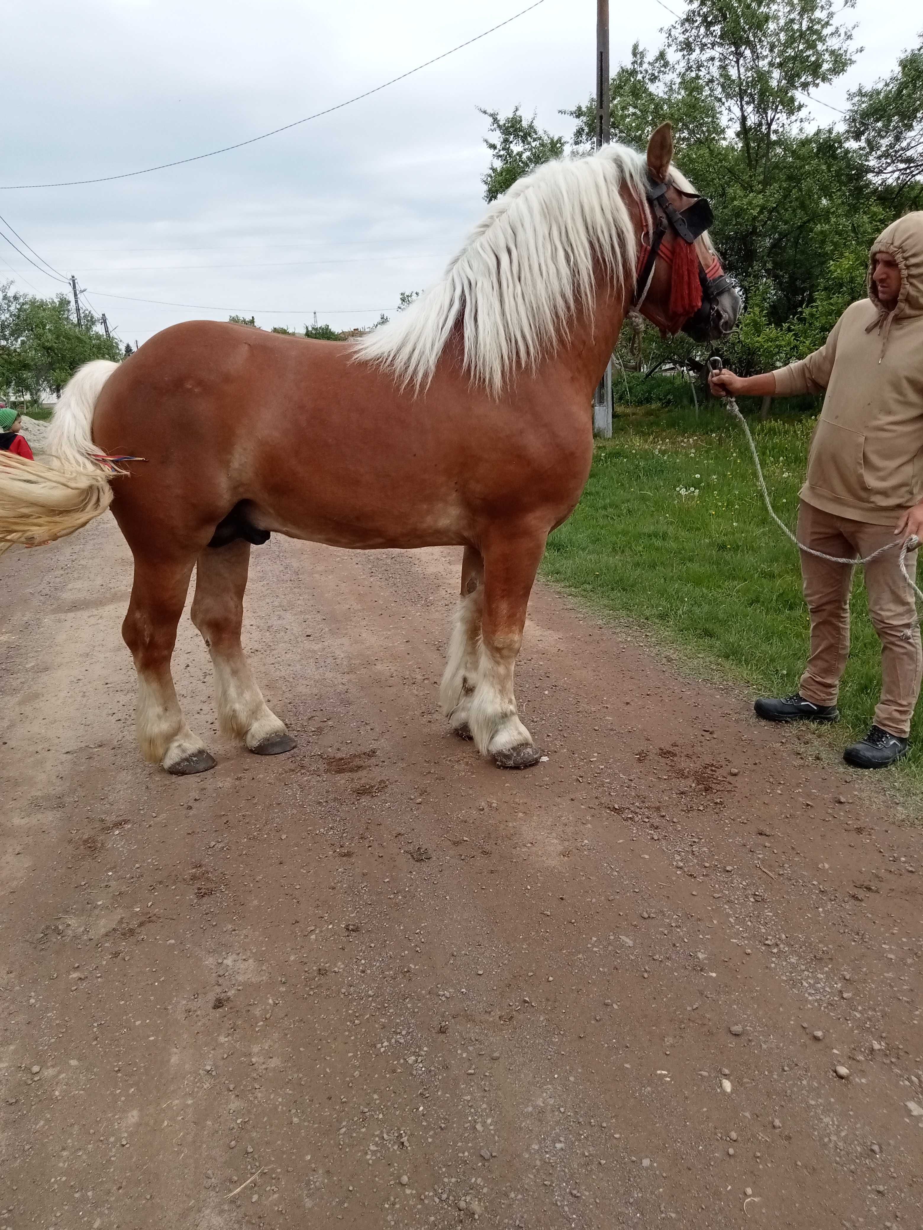 Vând armăsar foarte bun