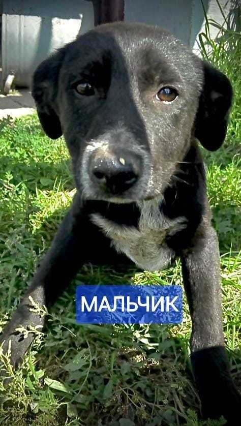Щенки в ответственные руки