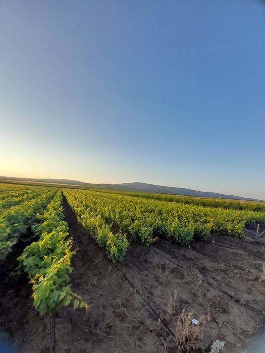 Butasi vita de vie anul 2 și anul 3