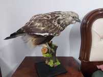 Sorecar incaltat impaiat - taxidermie