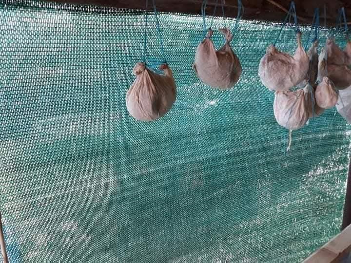 Lapte, caș, telemea de capra