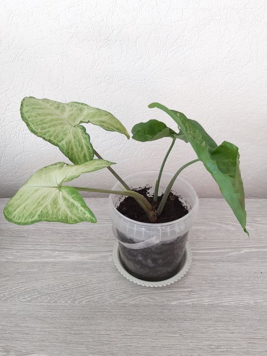 Комнатные цветы по 1500 тг