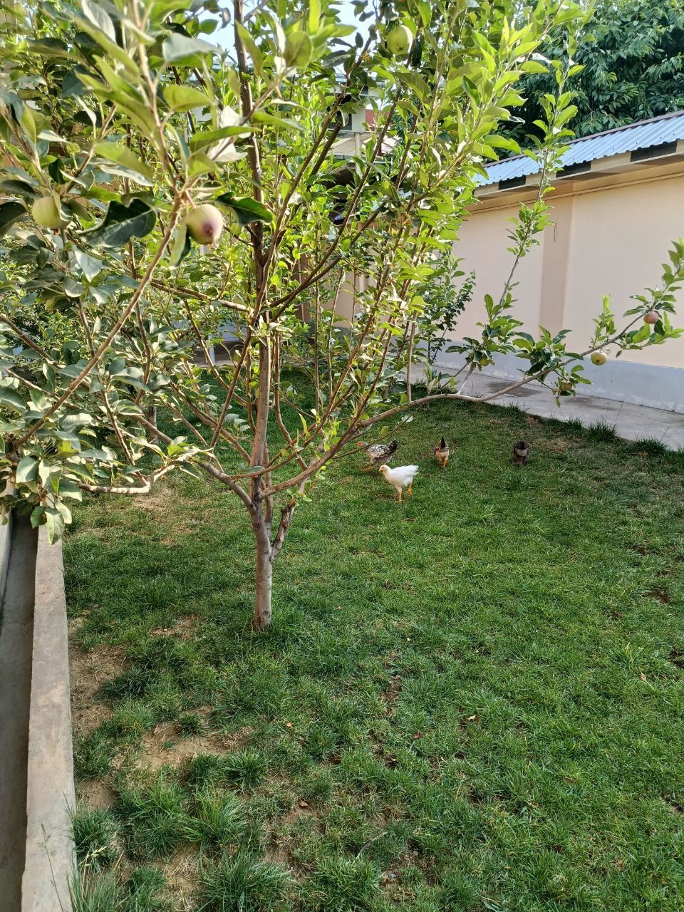 Jo'jalar srochna sotiladi