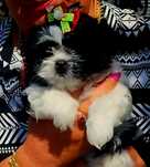 Shih-tzu talie mica